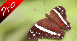weiqi Encyclopedia of butterflies